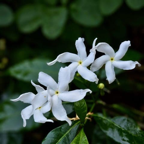 Jasmine