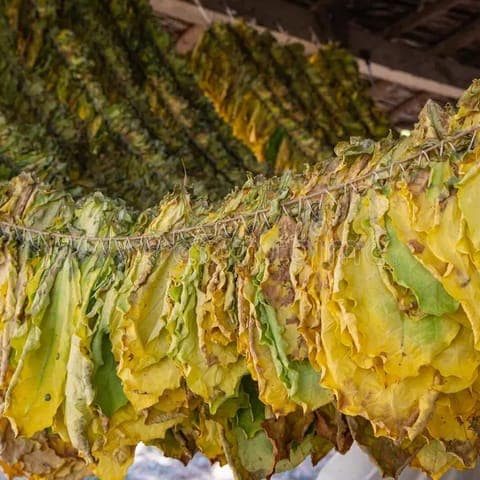 Raw Tobacco